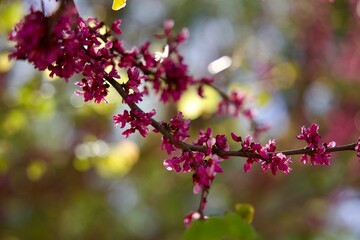 Chinese Redbud blossoms on the tree