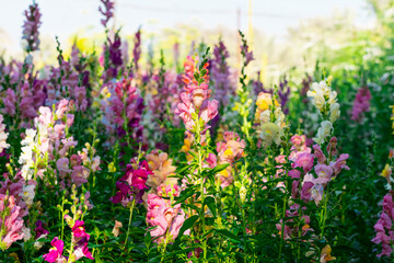 Beautiful spring garden. The green lawn emphasizes the blooming flowers in the garden. A diverse spectrum of colorful flowers, panoramic views of natural beauty