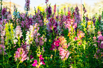 Beautiful spring garden. The green lawn emphasizes the blooming flowers in the garden. A diverse spectrum of colorful flowers, panoramic views of natural beauty