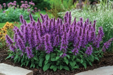 Obraz premium Agastache: Purple Fennel Blooming with Bright Blossoms in Picturesque Display