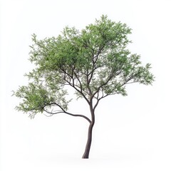 Obraz premium American Elm Tree Isolated on White Background. Green Plant in Nature with Tree Branch.