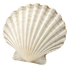 sea shell on white background