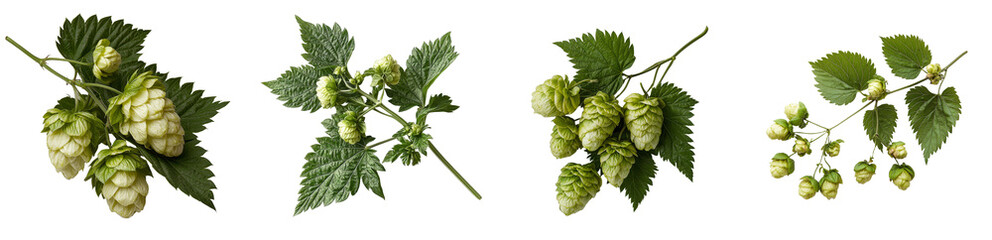Fototapeta premium Wild blackberry stem with foliage and leaves, photographed on a white background