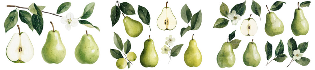 The fruit of bergamot is illustrated in watercolor botanical art, set on a white background with no other elements