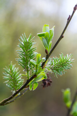 Green Weeping Willow Branches in Detail