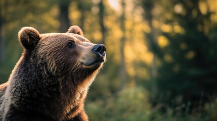 Obraz premium Majestic Brown Bear Gazing at Sunlit Forest in Soft Evening Light