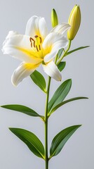 Fototapeta premium Elegant white lily flower with buds isolated on soft background