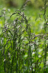 In the meadow among wild grasses in the pasture grows Poa