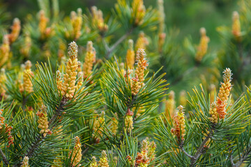 Fototapeta premium Selective focus of detail of ovoid and orange shoots of Pinus pinea and green needles with blurred background
