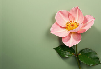 Fototapeta premium Pink Flower with Green Leaves on Sage Green Background