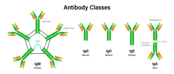Antibody classes. Classes of immunoglobulins. classes IgM, IgG, IgD, IgE, and IgA.