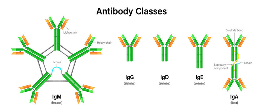 Antibody classes. Classes of immunoglobulins. classes IgM, IgG, IgD, IgE, and IgA.