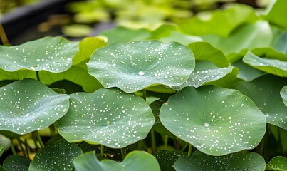 Water droplets on lotus leaves, Generative AI
