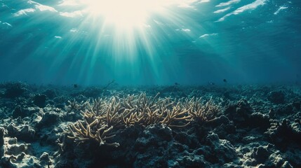 Obraz premium Sunlit Underwater Coral Reef with Gentle Waves and Blue Ocean Depths