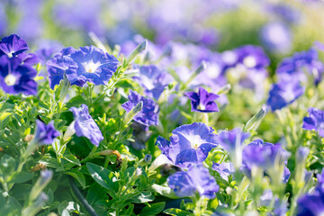 Detail of blossoming blue petunia, surfinia flowers in a rich green foliage. Large healthy flowers in full bloom.