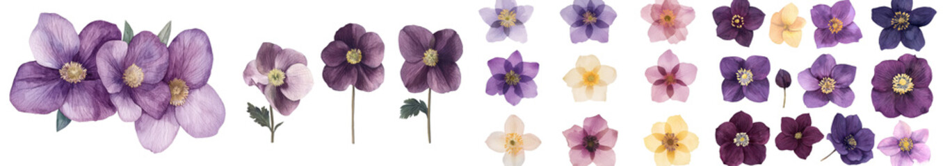 Obraz premium Botanical illustrations featuring isolated hellebores on a white background are rendered in a delicate watercolor style with floral elements