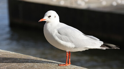 A black-headed gull (Chroicocephalus ridibundus) standing on a stone near a body of water. The bird is illuminated by natural sunlight, highlighting the details of its white plumage, orange-red legs, 