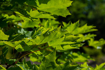 Close up of Acer platanoides, Norway maple, with sunlit new leaves on dark background. Image with selective focus and shallow depth of field