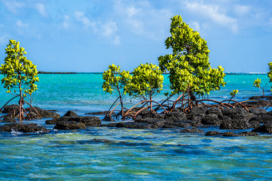 Picturesque view of mangroves growing on the rocky shore of the exotic island of L'&icirc;lot Bernache, Mauritius, with its crystal clear waters