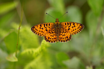 The small pearl-bordered fritillary (Boloria selene)