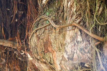 trunk, bark, branch, moss, wood, forest, texture, tree, ancient, roots, old, root, trees, park, landscape, nature, plant, garden, summer, path, grass, leaves, oak, foliage, outdoors, branches, leaf, 