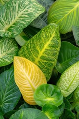 Obraz premium Close-up plants banner