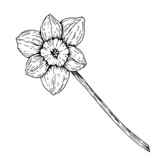 Hand-drawn ink illustration of a single daffodil flower with a long stem. Perfect for spring themes, botanical art, floral designs and Easter and decorations, for branding, packaging and creative