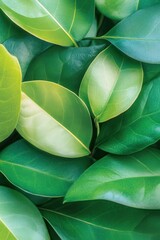 Obraz premium Close-up plants banner