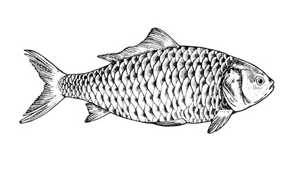 Vector black and white illustration. Hand drawn art on the theme of fish. With a white isolated silhouette on the background