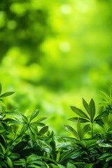 Obraz premium Close-up plants banner