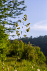 Plant Dactylis against green grass. In the meadow blooms valuable fodder grass Dactylis glomerata.Dactylis glomerata, also known as cock's foot, orchard grass, or cat grass