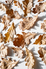 Autumn Leaves Background. Dry Oak Leaves Arranged In Hard Light.