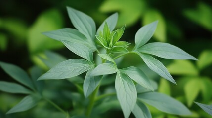 Obraz premium Mugwort Extract: A Mystical Forest Where Nature's Secrets Unfold in Enchantment and Serenity