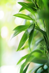 Fototapeta premium Close-up plants banner