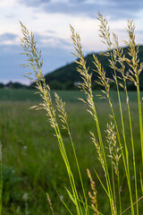 Fototapeta premium Calamagrostis arundinacea is a species of bunch grass in the family Poaceae, native to Eurasia, China and India. closeup of weeds of tropical mountains. Wild grass wallpaper. Weeds. nature grass
