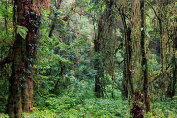 Deep misty rainforest in northern Thailand