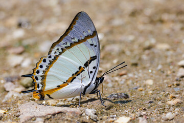 The Shan Nawab feeding on the wet dirt