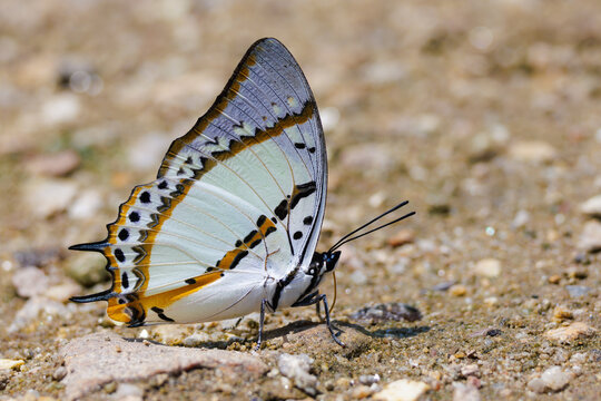 The Shan Nawab feeding on the wet dirt