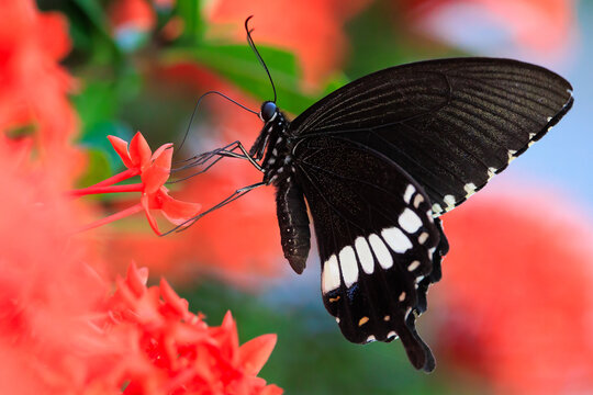 The Common Mormon butterfly gathering pollen on flowers