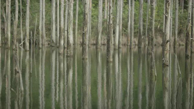 lake, dam, water, water surface, reflection of water, forest, forest, tree, dead tree, standing underwater tree, on boat, right dolly