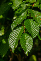 Bright green hornbeam tree leaves in front of the sky. Forest nature background