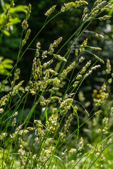 Plant Dactylis against green grass. In the meadow blooms valuable fodder grass Dactylis glomerata.Dactylis glomerata, also known as cock's foot, orchard grass, or cat grass