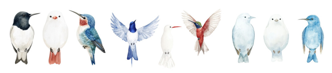 Beautiful birds like the Jalak Bali and hummingbird are the subject of a stunning Bali Myna watercolor illustration on a white background