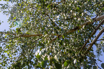 Golden leaves on a birch in autumn