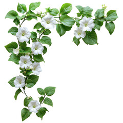 A green vine with white flowers growing on a white background isolated on white background.PNG
