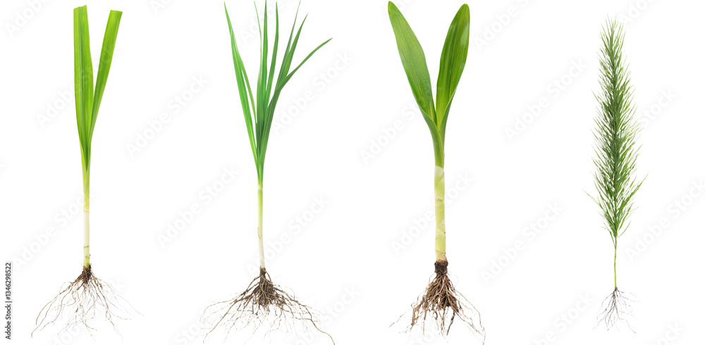 Poster in the spring, a macro view of green young wheat is captured isolated on white, complete with a clip