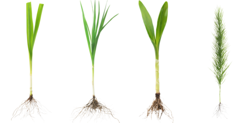 In the spring, a macro view of green young wheat is captured isolated on white, complete with a clipping path