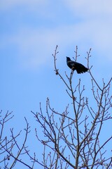 Crow perched on branches against blue sky.