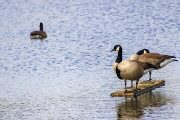 Canadian geese on a lake.