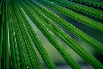 Beautiful various leaves